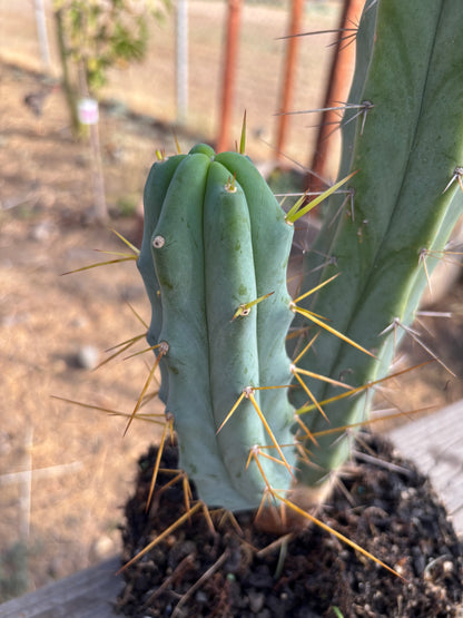 Bridgesii w/base pup and rootball