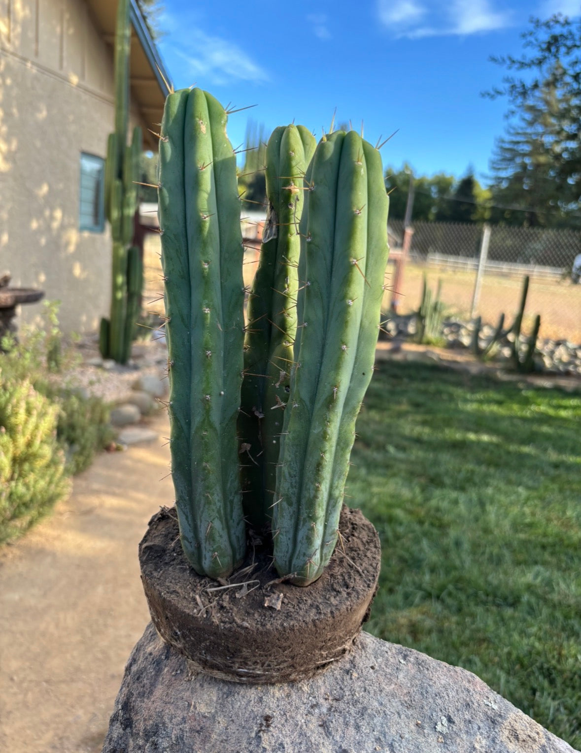 SDB bridgesii - 3 offset w/rootball