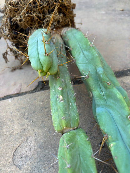 Melty bridgesii mini stand