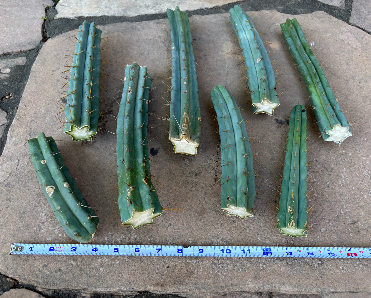 Bulk Bridgesii Box