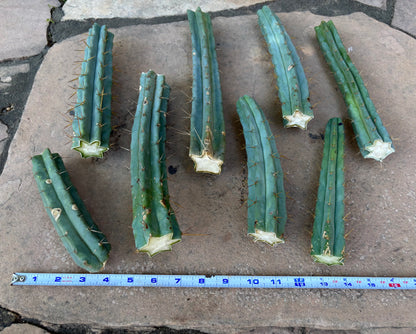 Bulk Bridgesii Box