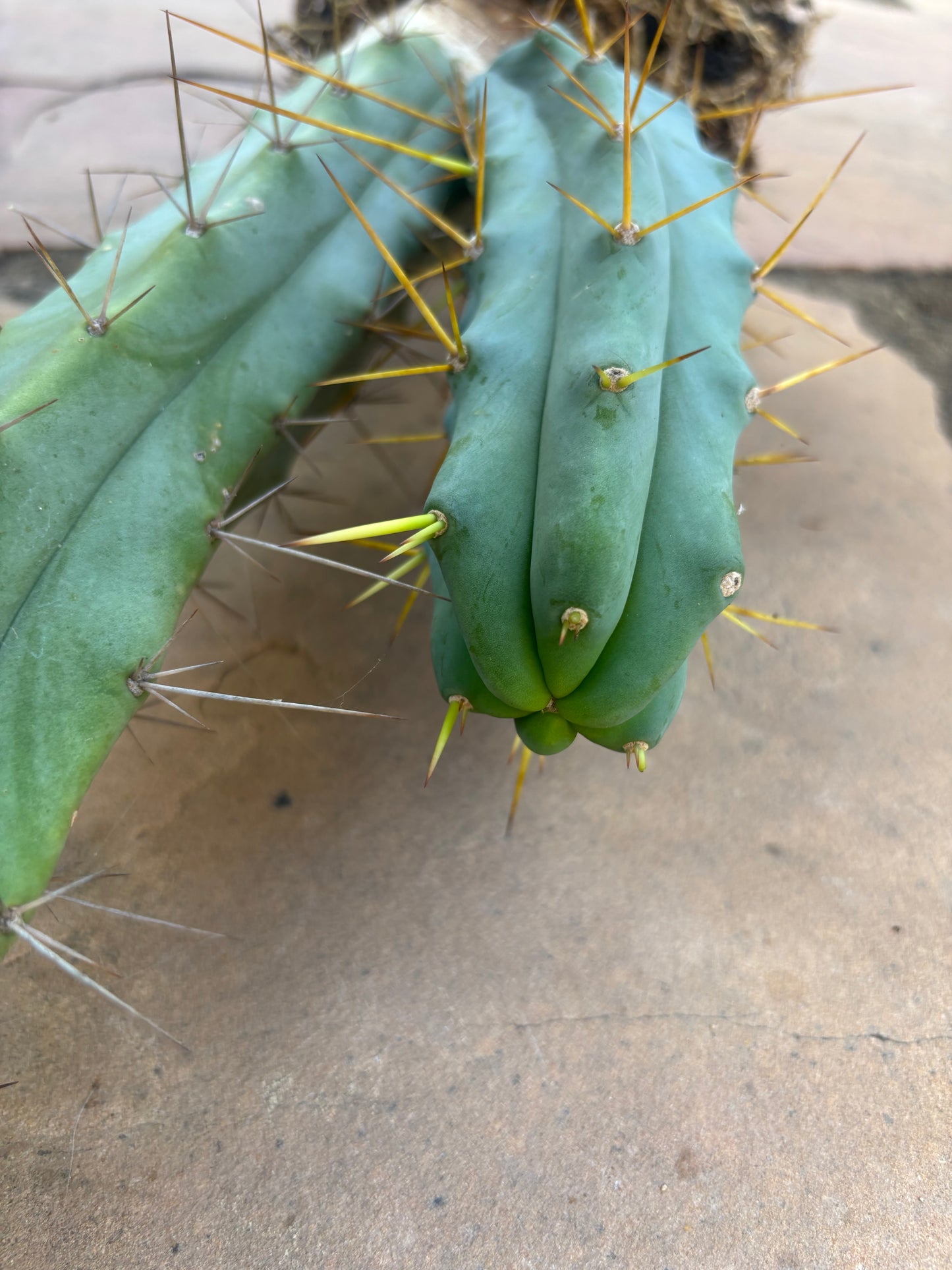 Bridgesii w/base pup and rootball