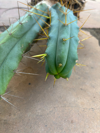 Bridgesii w/base pup and rootball