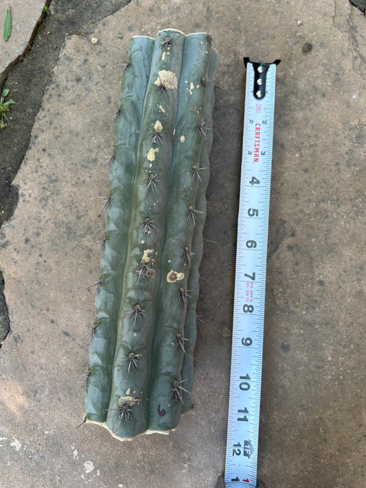 10”~ Chalaensis mid