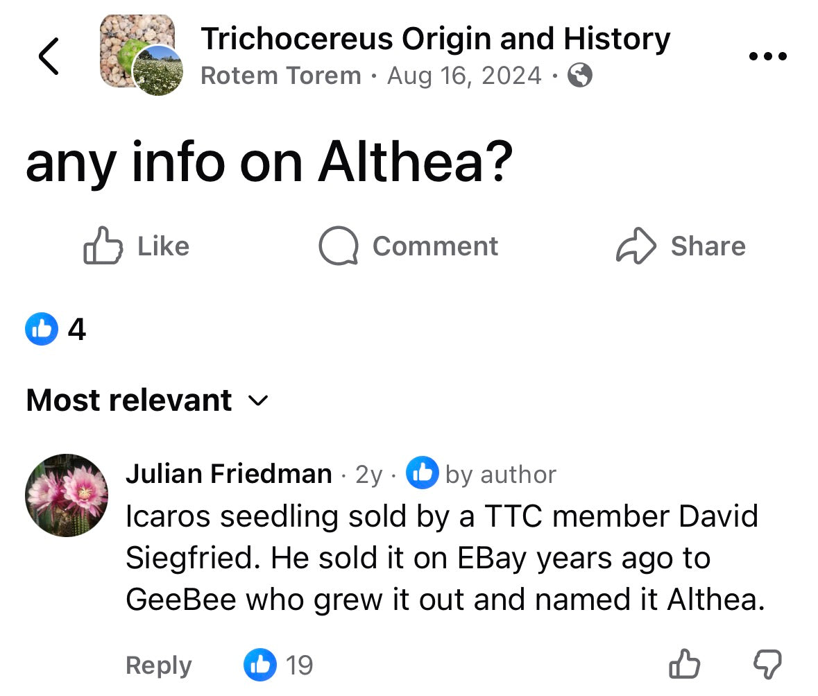 Frankie x Althea yearling
