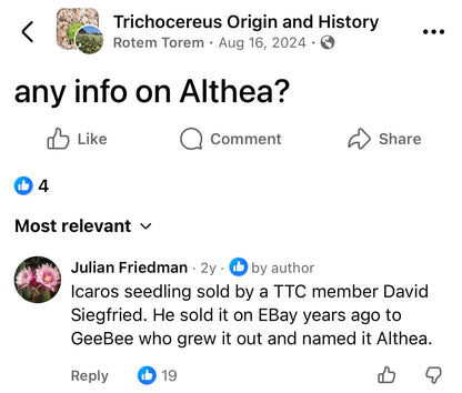 Frankie x Althea yearling