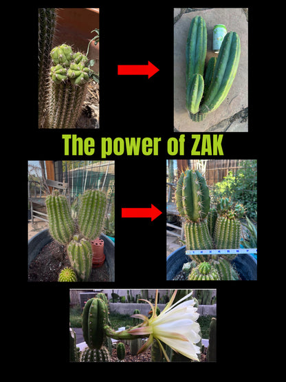 “ZAK” Grafting Stock