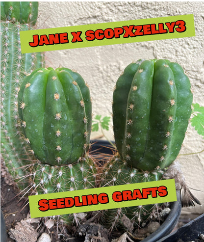 Jane x Scop - Zelly3 (and reverse) - 30 ct. Seed Packs