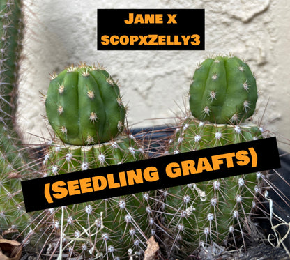 Jane x Scop - Zelly3 (and reverse) - 30 ct. Seed Packs