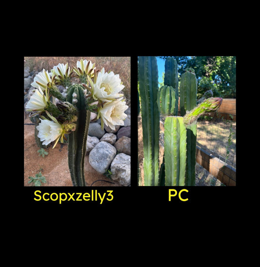 ScopxZelly3 X PC 30ct. Seed pack