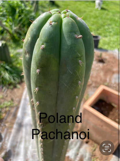 Chaka x Poland Pachanoi