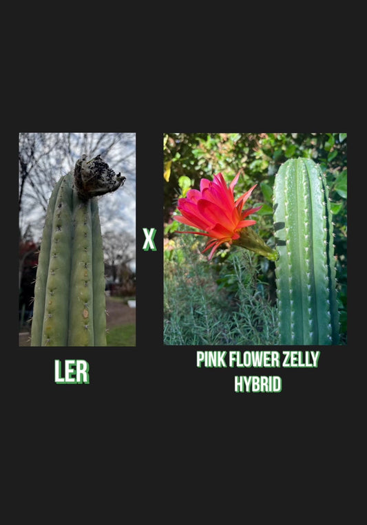 Pachanoi “LER” x Pink Flower Zelly Hybrid Seed pack - 30 ct.