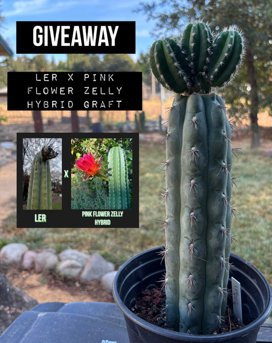 Giveaway Entry (one per person)