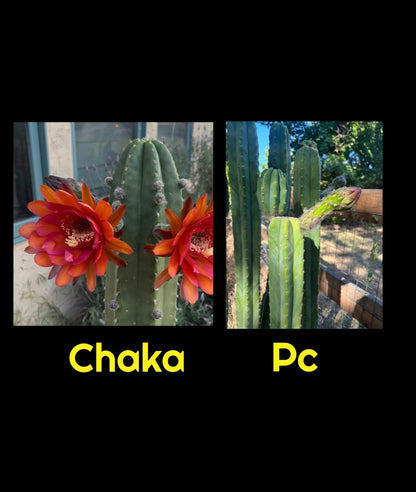 Chaka x PC 30ct seed pack