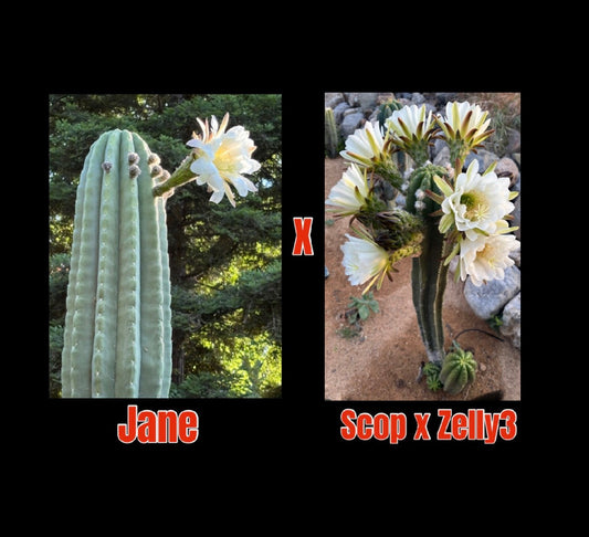 Jane x Scop - Zelly3 (and reverse) - 30 ct. Seed Packs