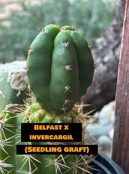 Peruvianus "Belfast" x Scopulicola "Invercargill" Seed Pack - 30 ct.