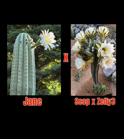 Jane x ScopXZelly3 (and reverse) 30 ct. Seed Packs
