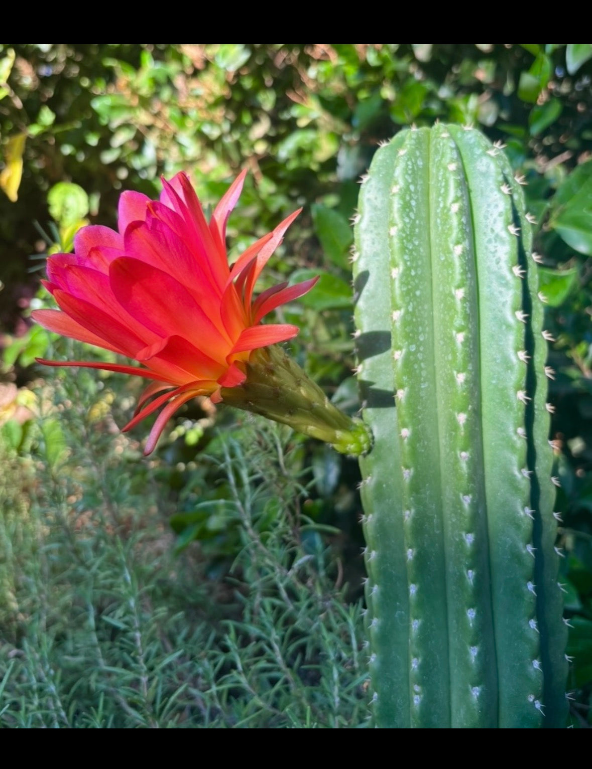 Pachanoi “LER” x Pink Flower Zelly Hybrid Seed pack - 30 ct.