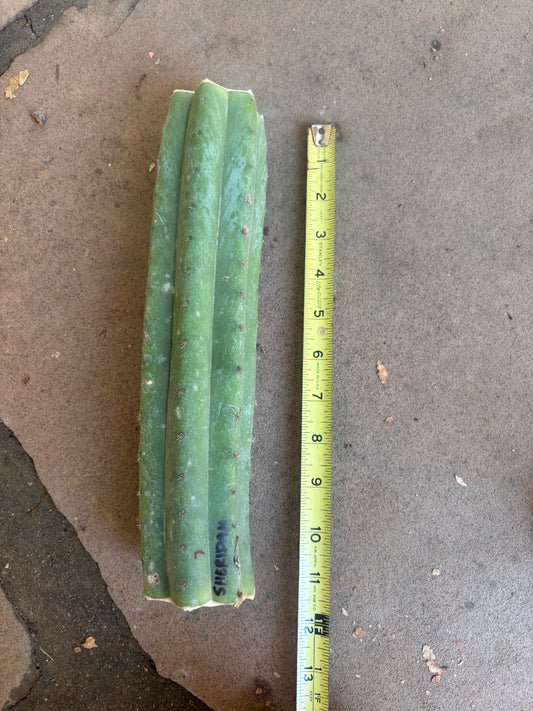 Nz Pach Sheridan mid cut