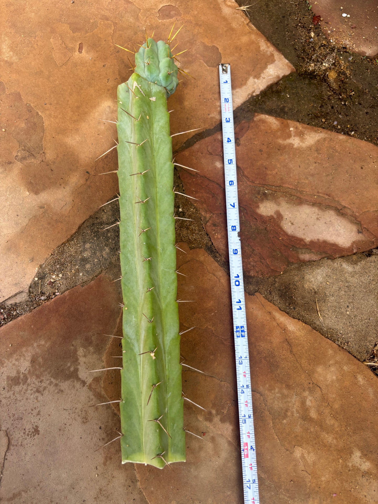 Bridgesii lost label