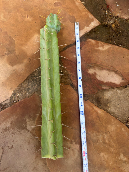 Bridgesii lost label