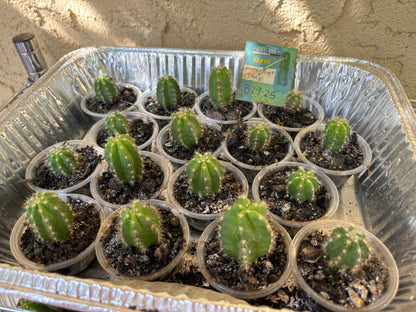 Jane x Scop - Zelly3 (and reverse) - 30 ct. Seed Packs