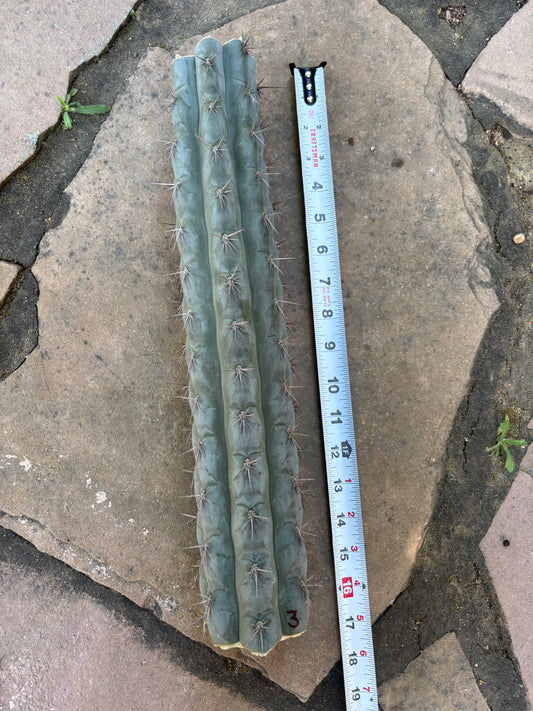 16 in Chalaensis mid cut