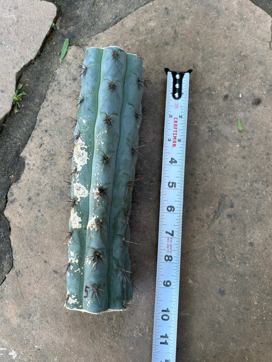 9.5” Chalaensis mid