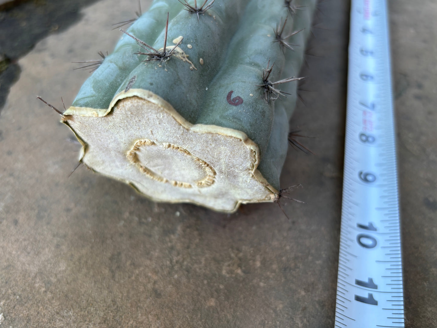 10”~ Chalaensis mid