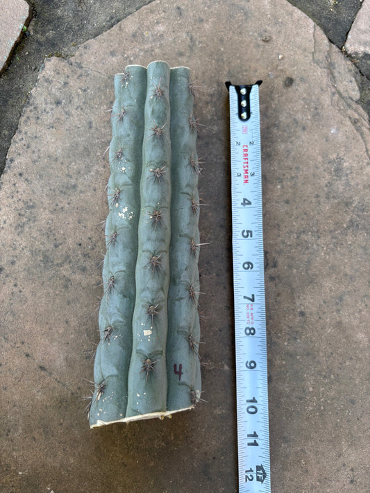 10”~ Chalaensis mid