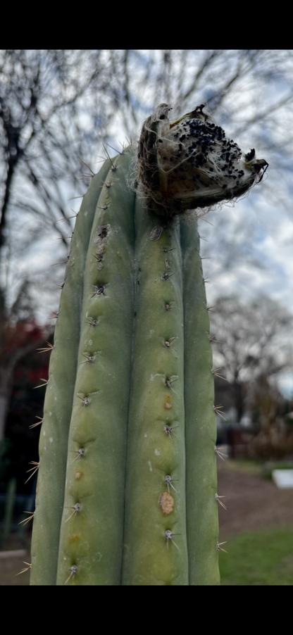 Pachanoi “LER” x Pink Flower Zelly Hybrid Seed pack - 30 ct.