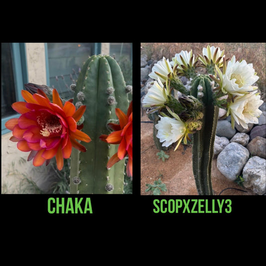 Chaka x ScopxZelly3 - 30ct - FREE