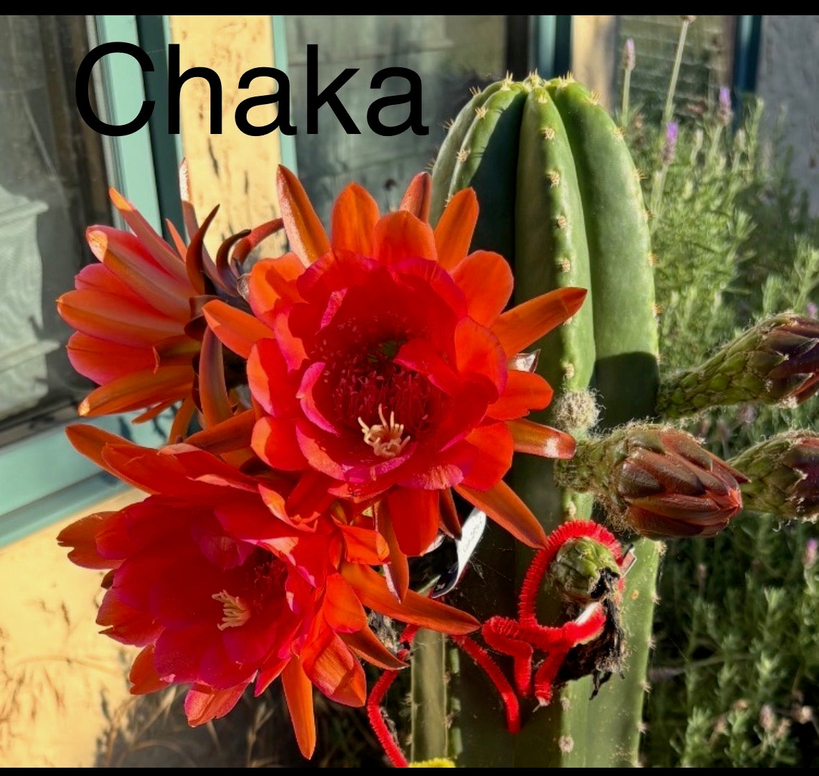 Chaka x ScopxZelly3 - 30ct seed pack