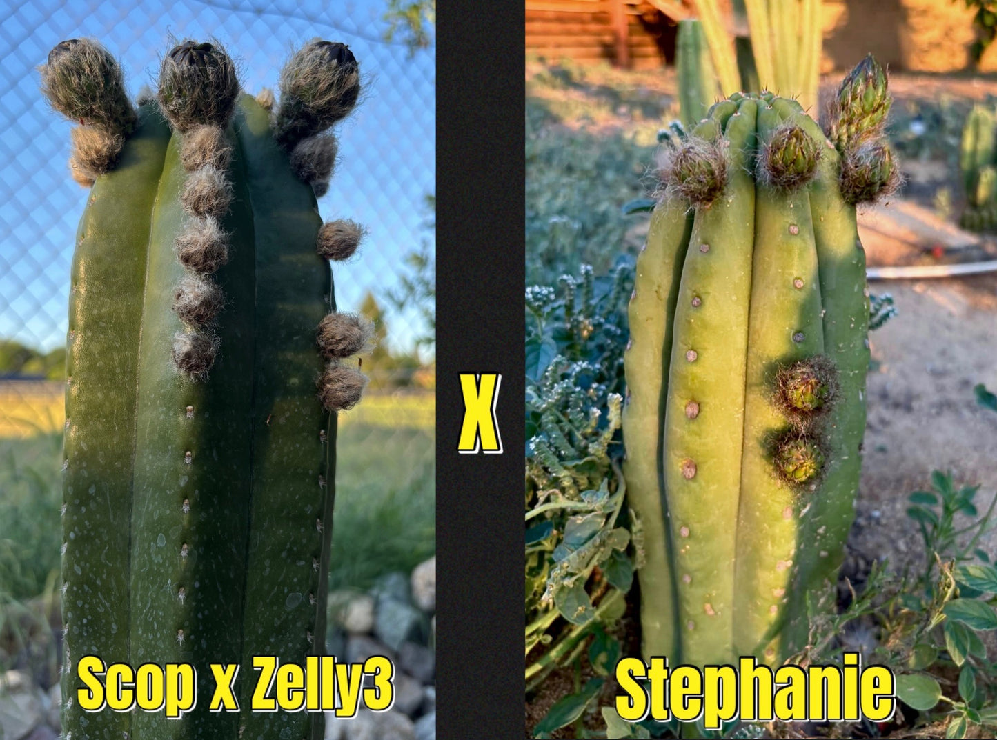 Scop Zelly3 x Stephanie Seed pack  - 40 ct.