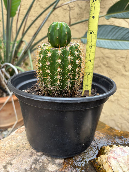 Scop Zelly3 x Jane Seedling Graft