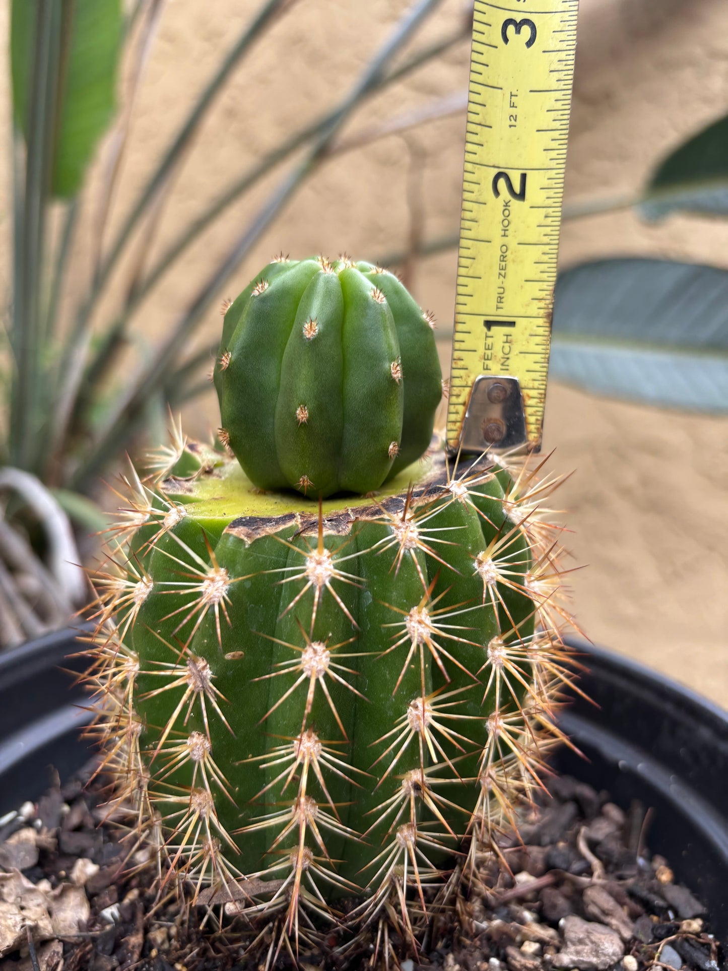 Scop Zelly3 x Jane Seedling Graft