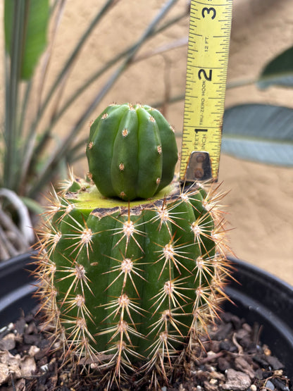 Scop Zelly3 x Jane Seedling Graft