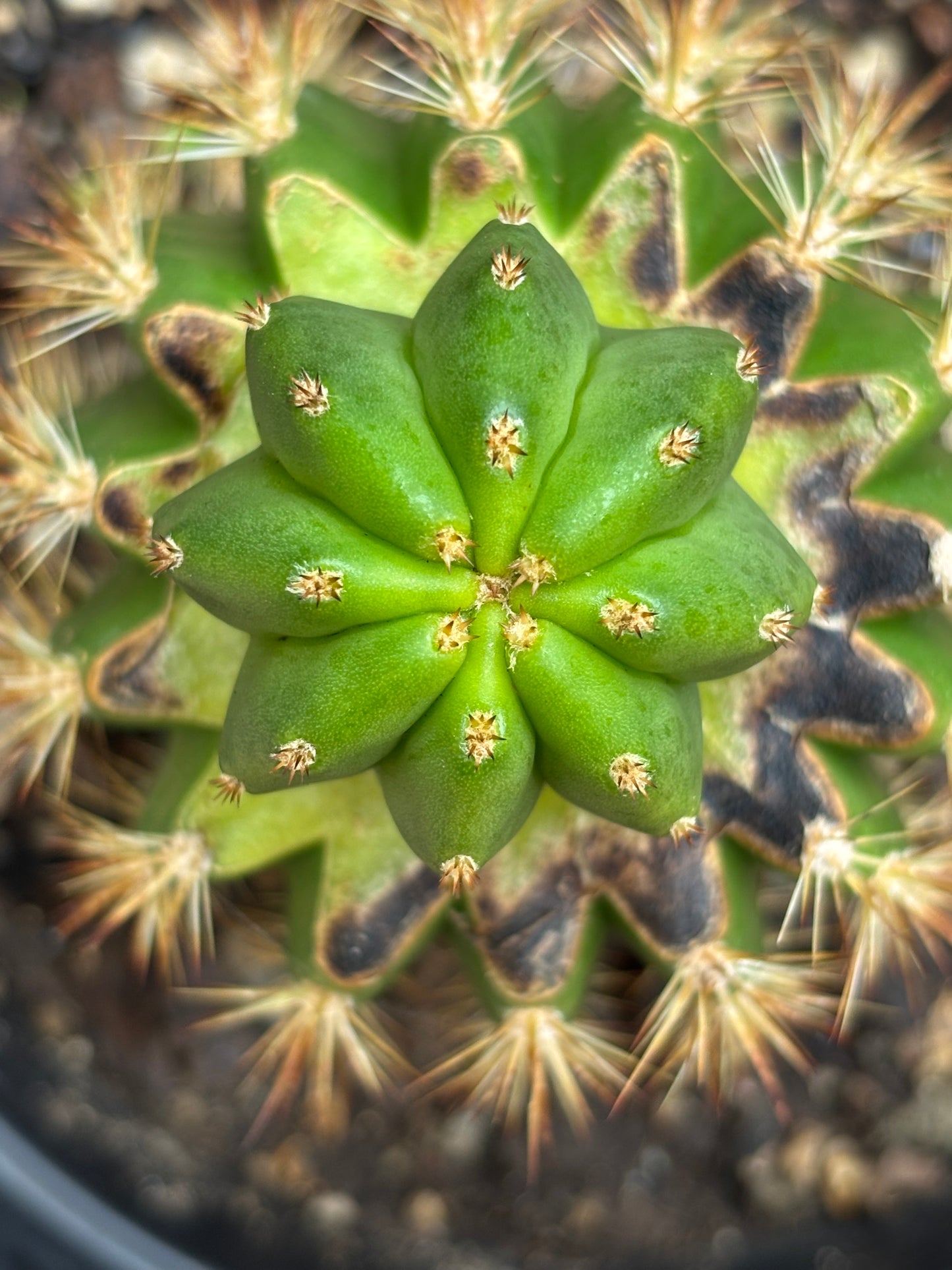 Scop Zelly3 x Jane Seedling Graft