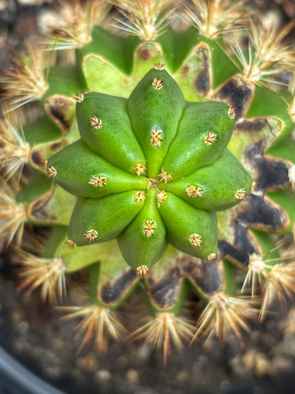 Scop Zelly3 x Jane Seedling Graft