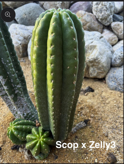 Scop Zelly3 x Jane Seedling Graft