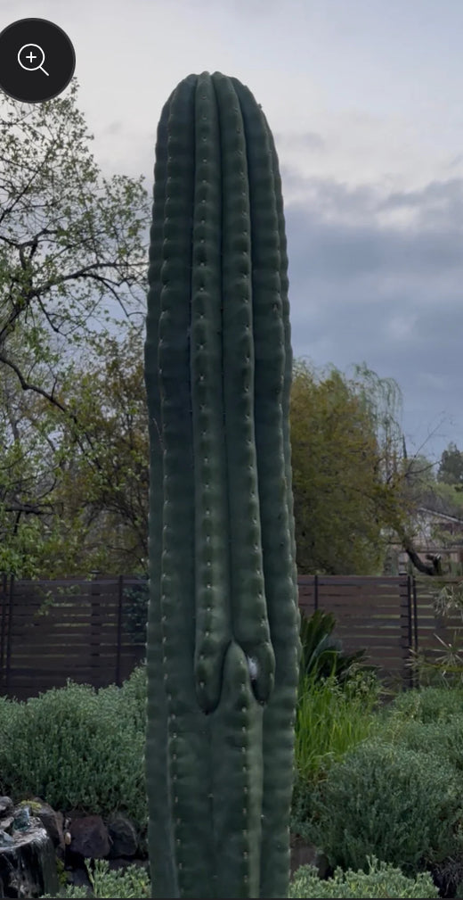 Scop Zelly3 x Jane Seedling Graft