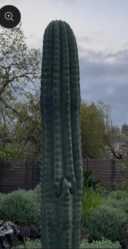 Scop Zelly3 x Jane Seedling Graft