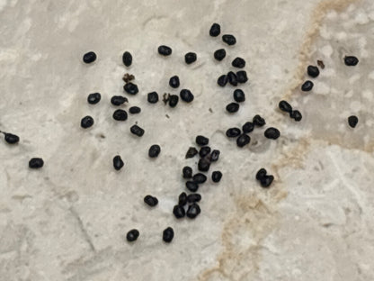 Peru "Belfast" x Scop "Invercargill" Seed Pack - 30 ct.