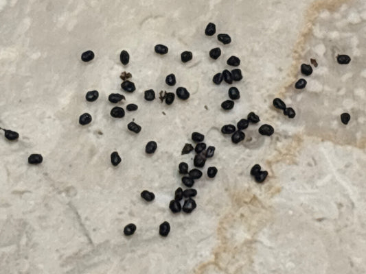 Scop "Spud" x Scop "Invercargill" Seed Pack - 30 ct.